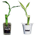 4" Lucky Bamboo Plant in Glass or Bucket - Single Shoot